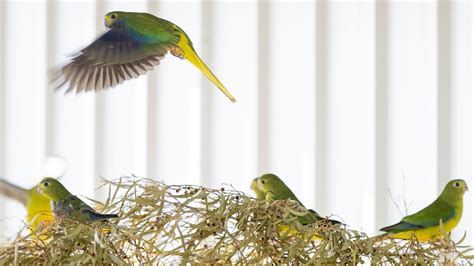 Dr Eric Woehler: Orange bellied parrot breeding program is working ...