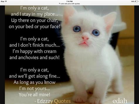 Pet Love Quotes Cat - ShortQuotes.cc