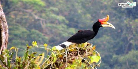 Burung Rangkong, Burung Suci Suku Dayak - Laman 3 dari 4