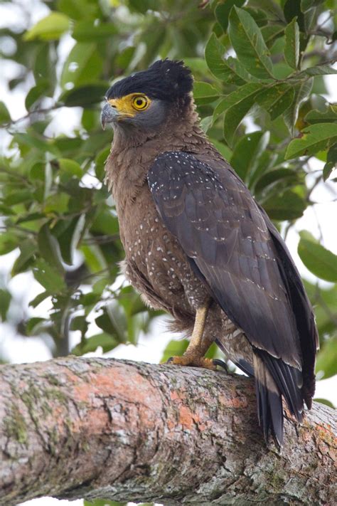 Crested-Serpent-Eagle-2 – Chris Hill Wildlife Photography