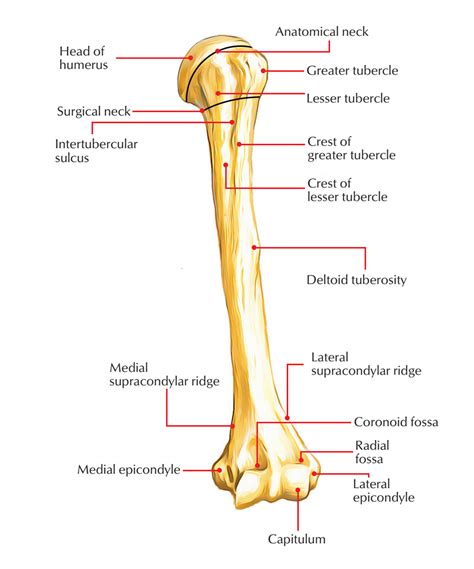 The 3 anatomical body planes and the movements in each – Artofit