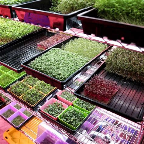 What Can Microgreens Do for Your Health? | Greenhouse supplies, Buy ...