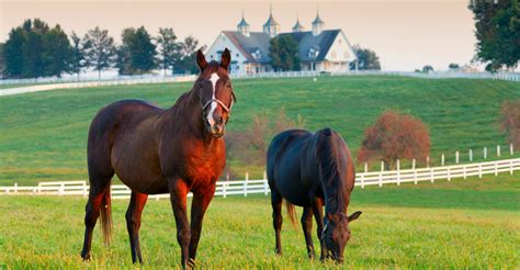 Horse Farms For Sale Lexington KY