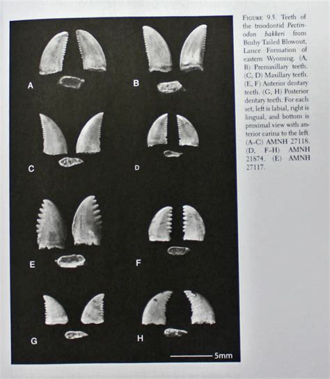 Identification of Troodontids Teeth - General Fossil Discussion - The ...