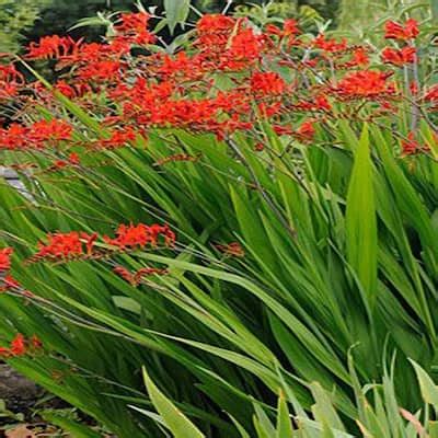 OnlinePlantCenter 1 gal. Lucifer Crocosmia Plant-C453CL - The Home Depot