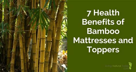 20+ Bamboo Fungus Health Benefits - Be Healthy - Best idea 2021 for you