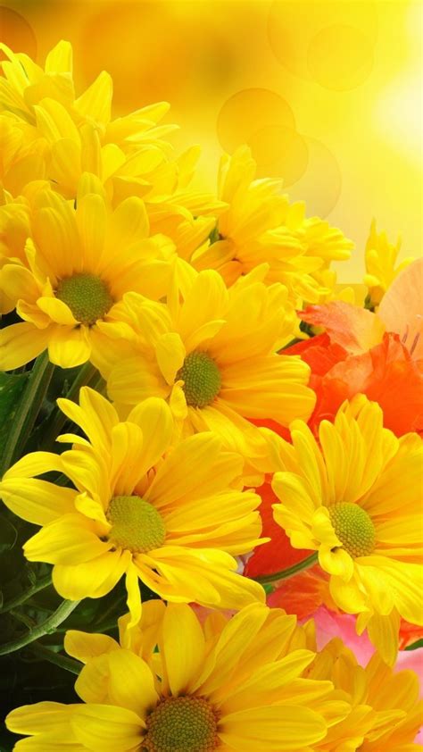 Yellow Flower HD Wallpapers - Wallpaper Cave