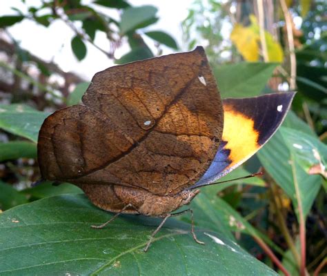 The Dead Leaf Butterfly - Camouflage King of the Asian Tropics | The ...