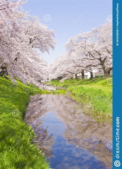 Cherry blossom stock photo. Image of leaf, natural, lawn - 263420036