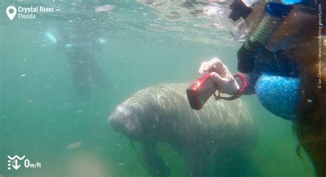 Snorkeling with Manatees in Crystal River | Snorkeling in Florida