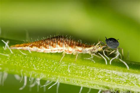 4 Ways to Attract Lacewings to Your Garden (& Why You Need Them)