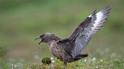 Grote jager / Stercorarius skua / Great skua | Dirk-Jan van Roest | Flickr