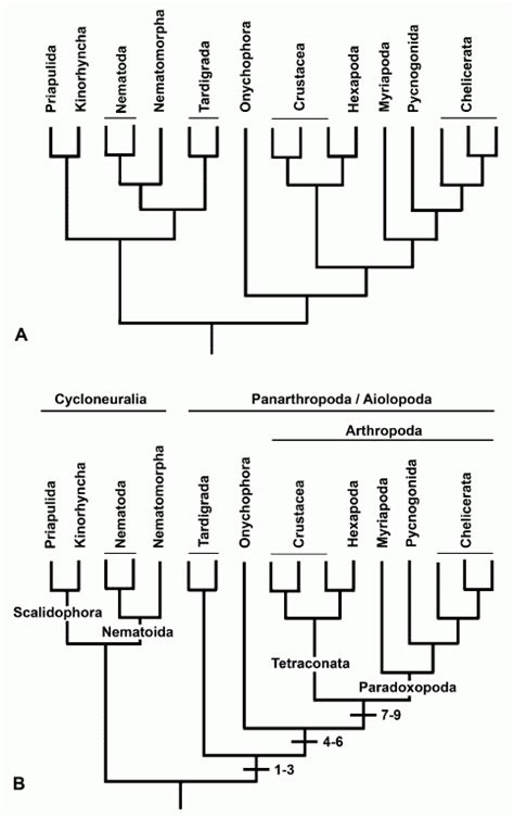 Palaeos Metazoa: Ecdysozoa