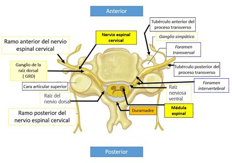 Nervios cervicales o nervios raquídeos cervicales | Dolopedia