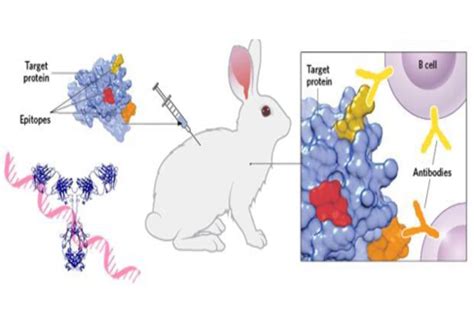 Best 5 Rabbit Monoclonal Antibody Suppliers - UK SF BOOK NEWS