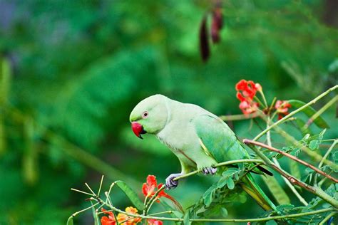 Indian Ringneck Parakeet — Full Profile, History, and Care