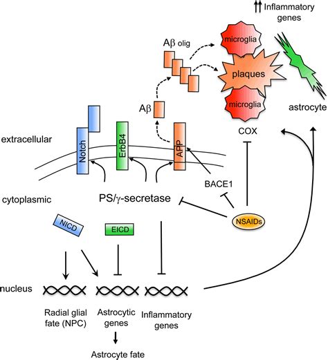 Frontiers | Presenilin/γ-secretase and inflammation | Frontiers in Aging Neuroscience