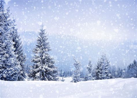 Winter Wonderland Backdrop Snow Landscape Scene Forest Photography ...