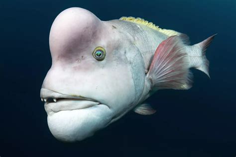 Underwater photographer Tony Wu was tickled to meet this Asian ...