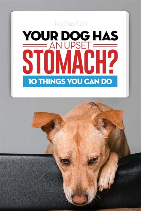 Dog With Upset Stomach? 10 Ways to Prevent and Treat the Condition