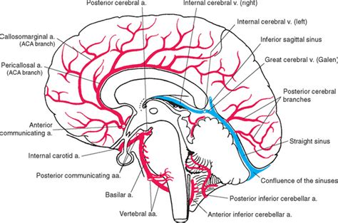 Blood Supply of the Brain | Neupsy Key