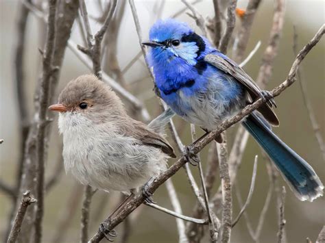 Splendid Fairy Wren