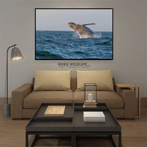 Breaching Humpback Whale, Wildlife Photography, Fine Art, Wall Decor ...