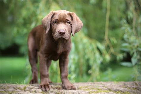 Baby Chocolate Labs Wallpapers - Wallpaper Cave