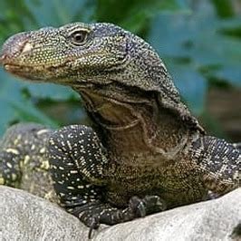 Crocodile Monitor - Wildlife Facts