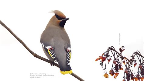 Bohemian Waxwing — Eastside Audubon Society