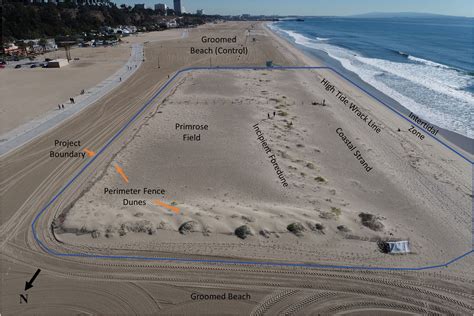 Coastal erosion could be reduced by dune restoration projects | Flipboard