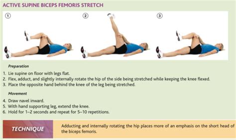 NASM CPT (Ver 4) Flexibility Training Pictures flashcards | Flexibility training, Biceps, Nasm cpt