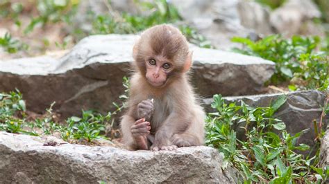 Download Monkey Baby Animal Cute Macaque Animal Japanese Macaque Snow ...