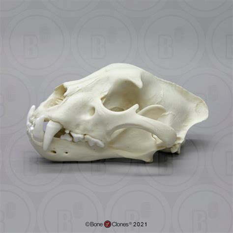 Bone Clones Jaguar Skull, Male (Replica) BC-057