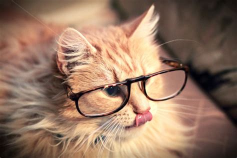 Cats wearing glasses - Cats Photo (27565159) - Fanpop