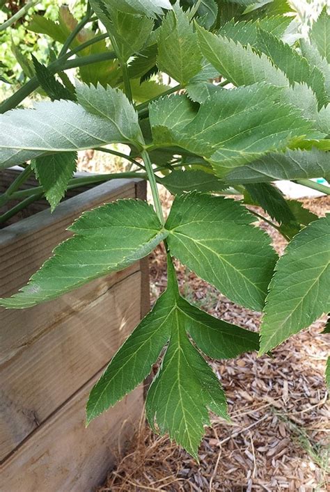 Candied Angelica - How to Candy Angelica or Lovage Stems