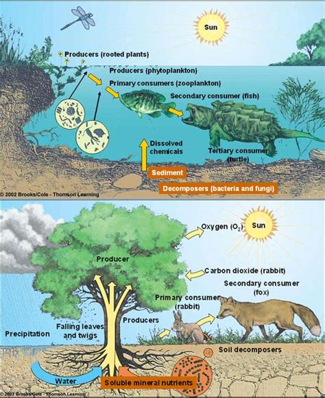 [Solved] Choose a small area outdoor and observe how living and ...