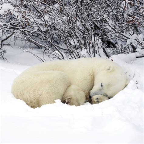 lo ve*n ta | Polar bear, Polar bear hibernation, Polar bear wallpaper