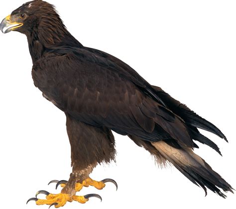 Eagle PNG image, free download