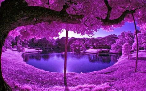 Purple Scenery Wallpaper - WallpaperSafari