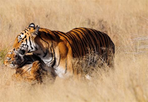 Tigers: Endangered Species Facts, Info & More | WWF.CA