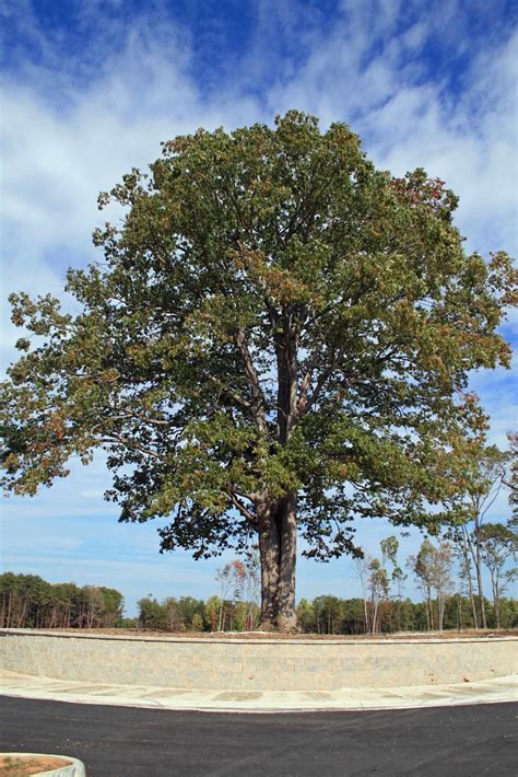 Nahor tree | this tree is at the entrance to The Villages at… | Flickr