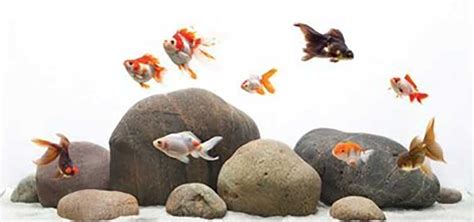 Fishtank Layout for Fancy Goldfish | Tropical Fish Hobbyist Magazine