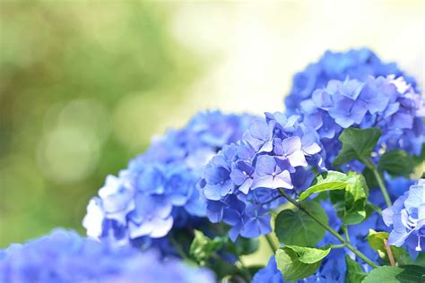 HD wallpaper: blue, hydrangea, garden, hydrangea family, sierheester, flower | Wallpaper Flare