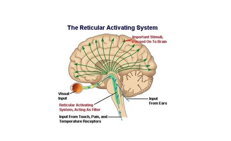 Brain Diagram Reticular Formation