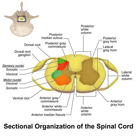 Spinal Cord Sectional Anatomy Spinal Cord Anatomy, Spinal Cord Injury ...