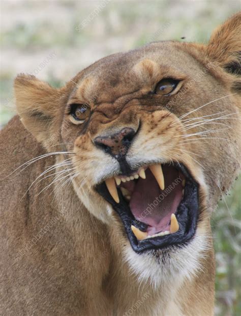 Roaring lioness - Stock Image - F037/7447 - Science Photo Library