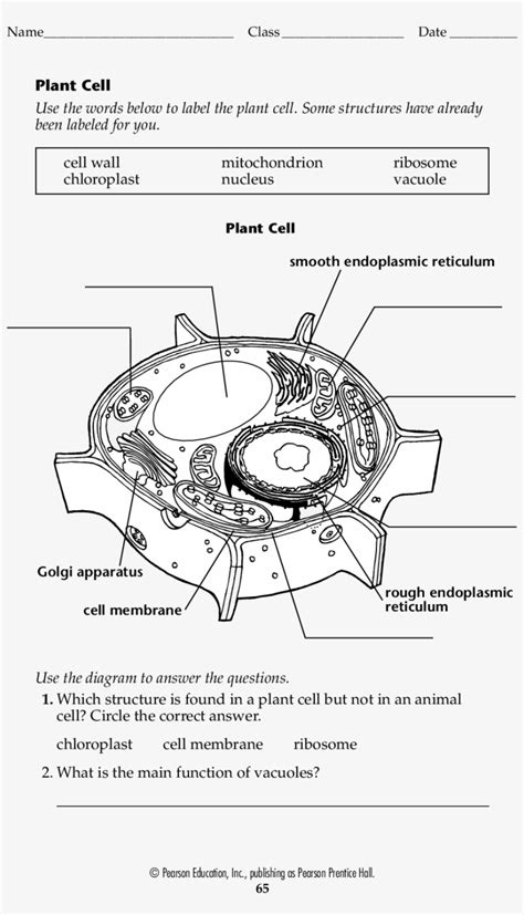 Blank Plant Cell Worksheet Form Fillable Pdf Template - Circle PNG ...