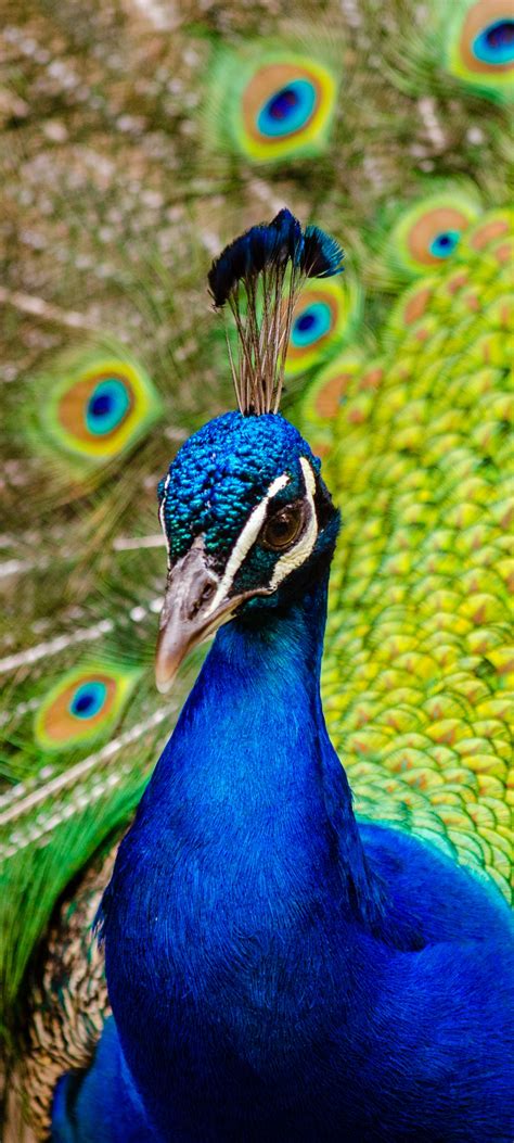 «Peacock phone wallpaper» 1080P, 2k, 4k Full HD Wallpapers, Backgrounds ...