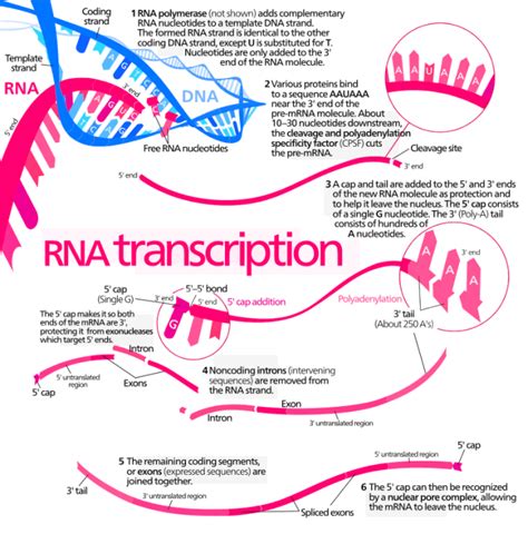 Transcription And Translation Chart